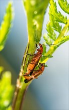 Common Red Soldier Beetle,