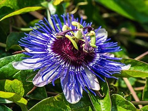 Violet Flower of Passion flowers, Passion vines