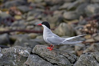 Arctic tern,