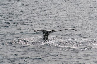 Humpback Whale,