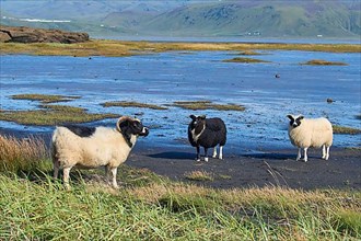 Icelandic sheep, three animals