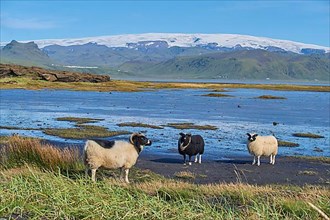 Icelandic sheep, three animals