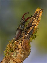 Stag beetle,