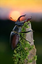 Stag beetle,