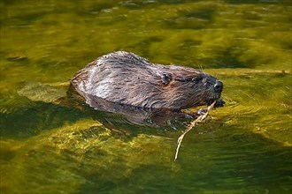 European beaver,
