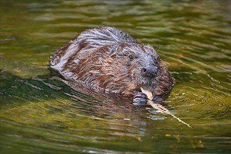 European beaver,