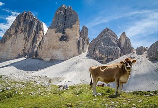 Standing cow in front of mountain three peaks, looking into camera