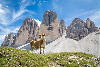 Standing cow in front of mountain range Three Peaks, Dolomites