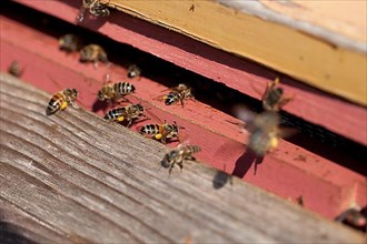 Pollen-collecting honey bees,