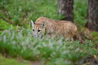 Cougar, Mountain Lion