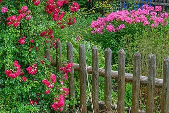 Wooden fence with shrub rose,