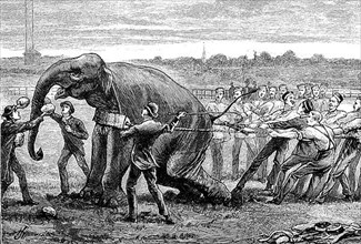 A crowd of people trying to hold an elephant at the inter-university boat race,1881