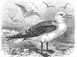 Lesser black-backed gull,