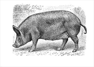 Tamworth pig,