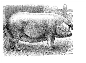 Westphalian pig, is a rare domestic pig breed in Germany