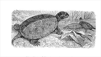 European pond turtle, European pond tortoise