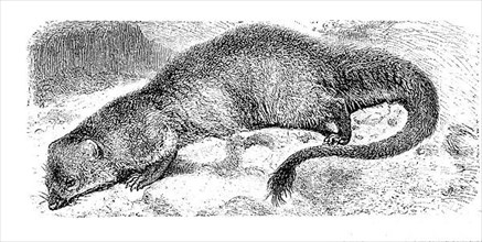 Egyptian mongoose,