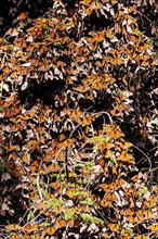 Millions of Butterflies covering trees in the Unesco site Monarch Butterfly Biosphere Reserve, El Rosario