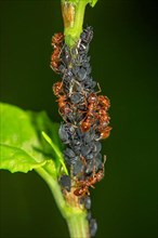 European fire ant,