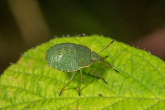 Green shield bug,