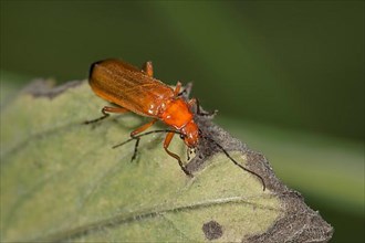 Common red soldier beetle,