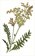 Filipendula vulgaris, Small Meadowsweet