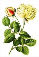 Tea Rose Gloire de Dijon, Tea Rose