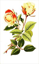 Tea Rose Safrano, Tea Rose