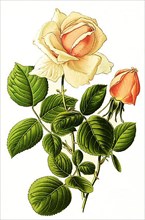 Hybrid Tea Rose La France, Tea Rose