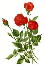 Rosa indica var semperflorens, Monthly Rose