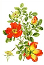 Rosa lutea var punica, austrian copper rose