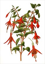 Fuchsia gracilis, globosa