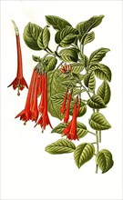 Fuchsia fulgens, Fuchsia. Fuchsia