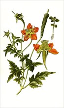 Loasa lateritia, Red-flowered Loasa. Loasa is a genus of plant within the family of the flower nettle family