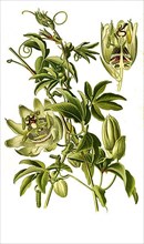Passiflora coerulea, Passion flower