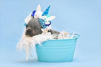 Blue French Bulldog dog puppy with unicorn headband with horn sleeping in bucket,