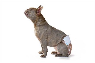 Lilac French Bulldog dog wearing fabric period diaper pants for protection on white background,