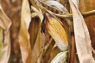 Corn maize stalk in open husk in agricultural field,