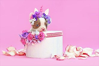 Isabella pied French Bulldog dog puppy with unicorn headband with horn peeking out of box with flowers on pink background,