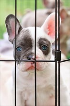 Sad young French Bulldog dog puppy behind bars,