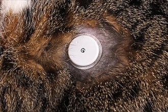 Glucose monitoring sensor system on fur of cat with diabetes illness used to permanently keep track of blood sugar level,