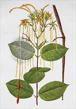 Strophanthus is a genus of plant in the subfamily Apocynoideae within the dog family, Strophanthus hispidus