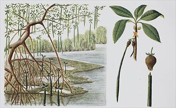 Mangrove,