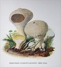 Mushroom, bottle bovist