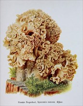 Mushroom, curly goatee