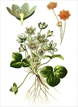 Common Hepatica,
