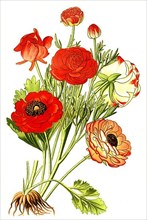 The Persian buttercup,