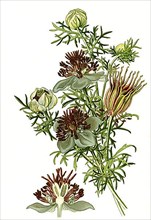 Nigella hispanica, Spanish Fennel Flower