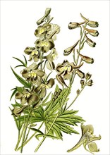 Delphinum, hybrid larkspur