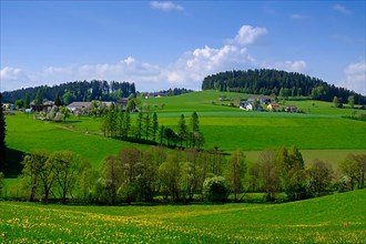 Hilly landscape Obergeng near Eidenberg, Muehlviertel region